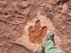 Dinosaur_Footprint_2014